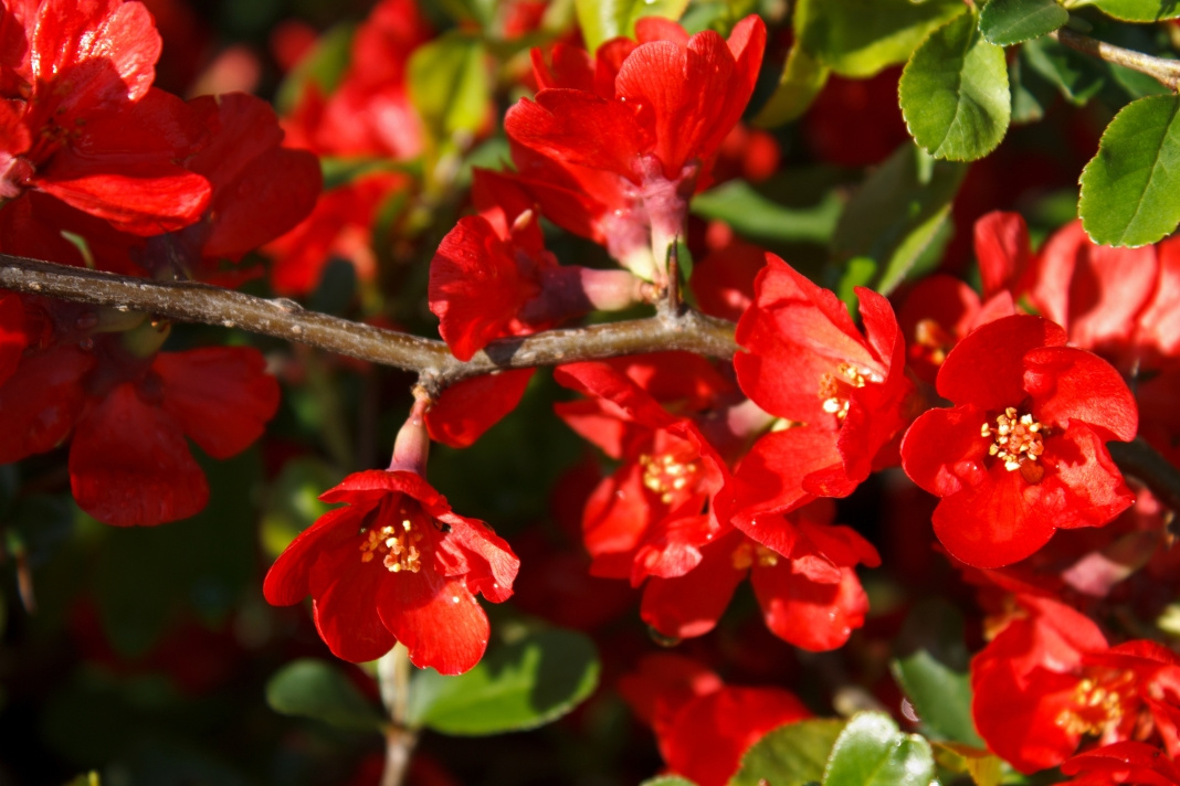 Red bush flower