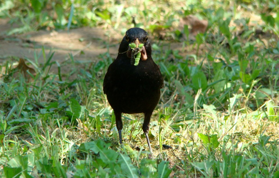 Fekete rigó (Turdus merula)