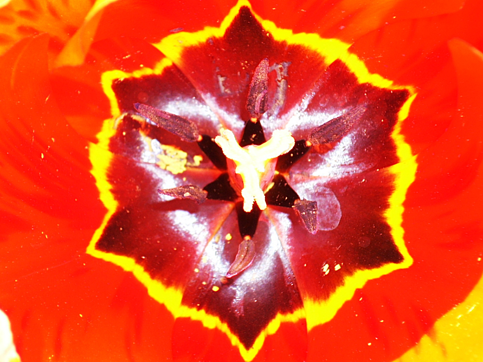 Tulipán mandala