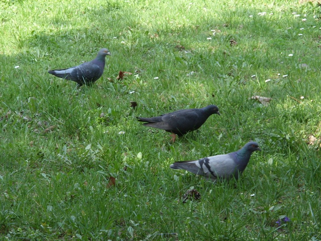 galambok a fűben