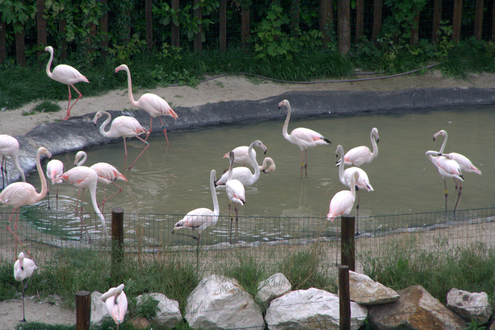 2011.Budapesti állatkert73