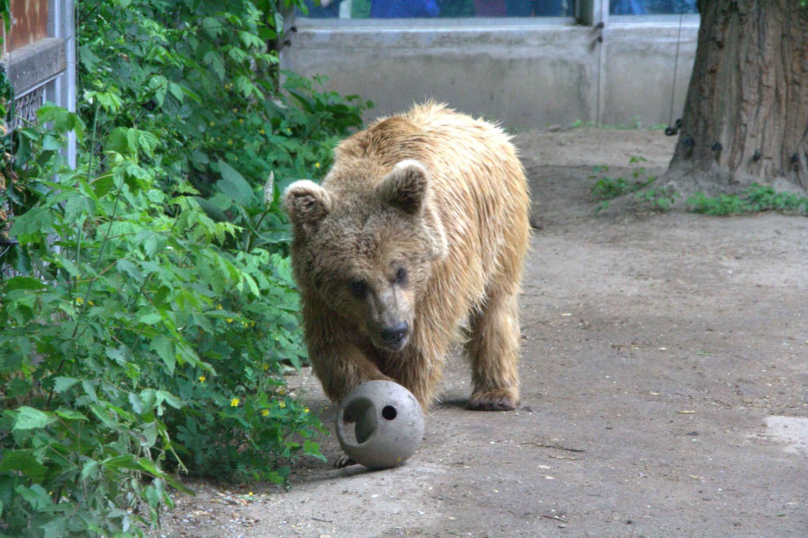 2011.Budapesti állatkert165