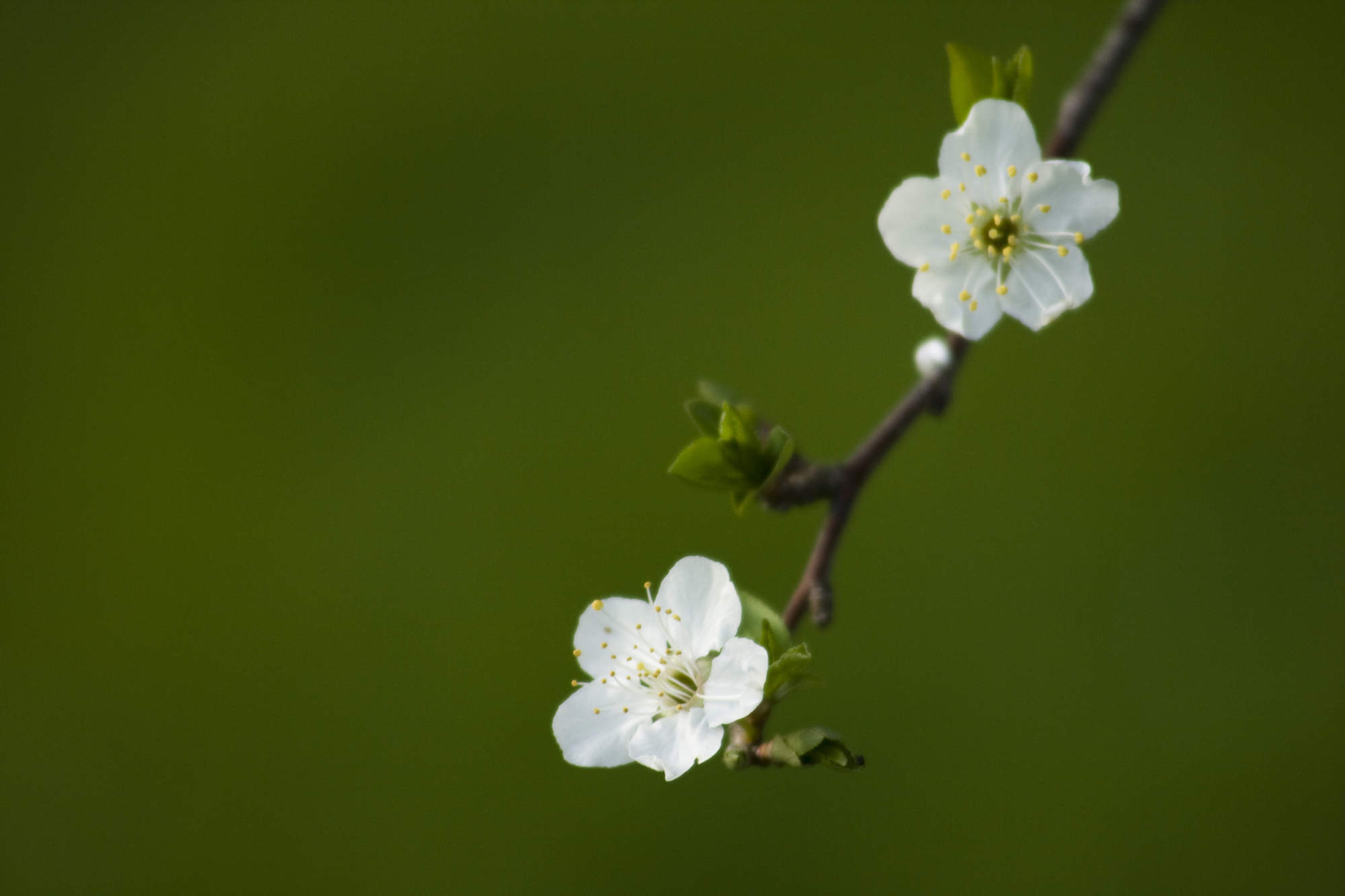 White flowers by Garuna bor-bor