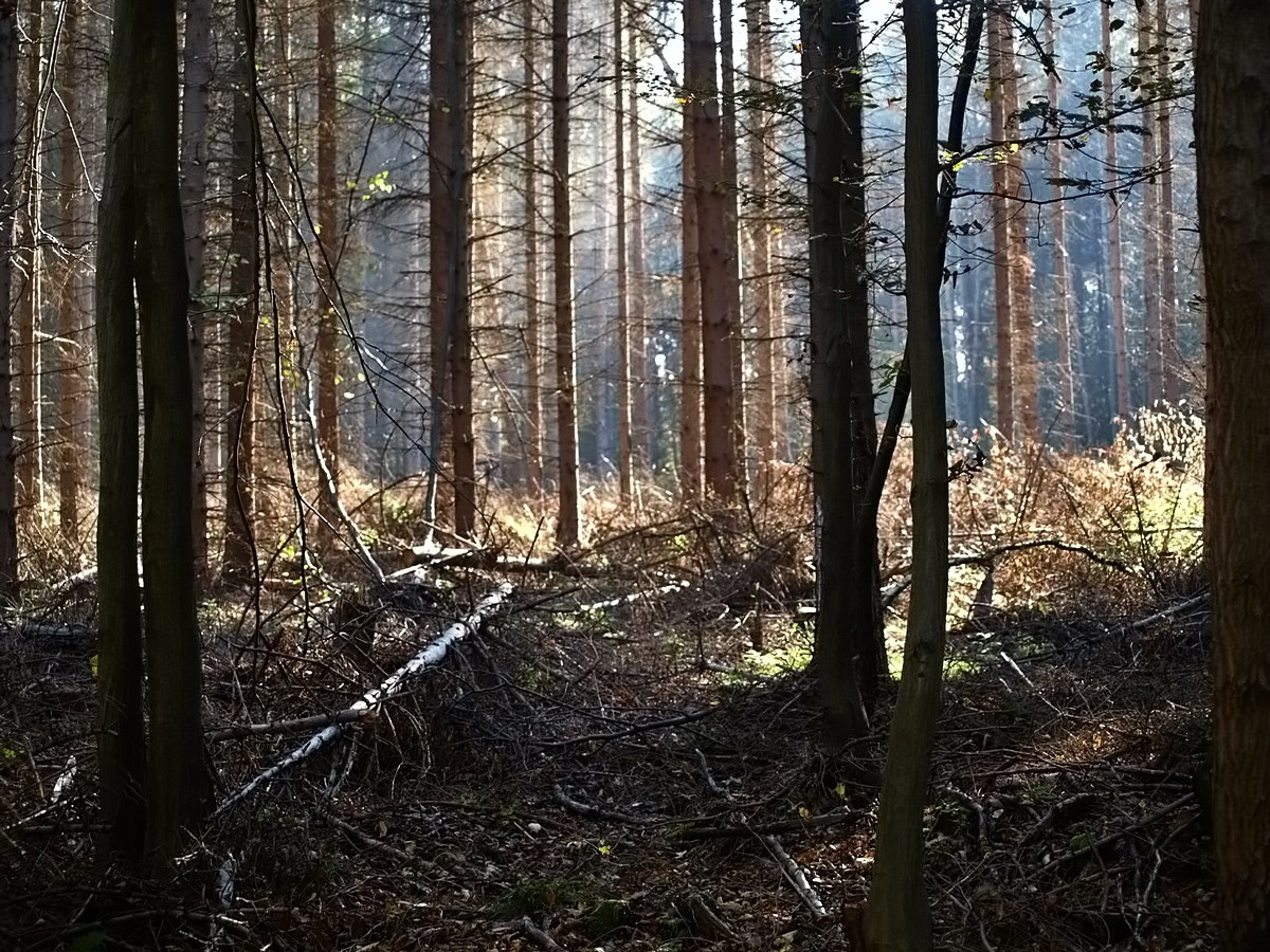 Fenyőerdő