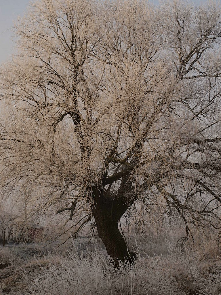 Öreg fűzfa