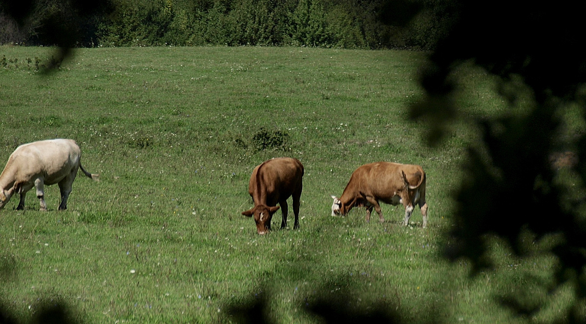 Legelőn