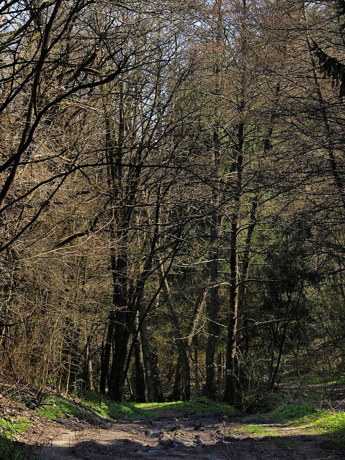 Tavaszi erdő 1