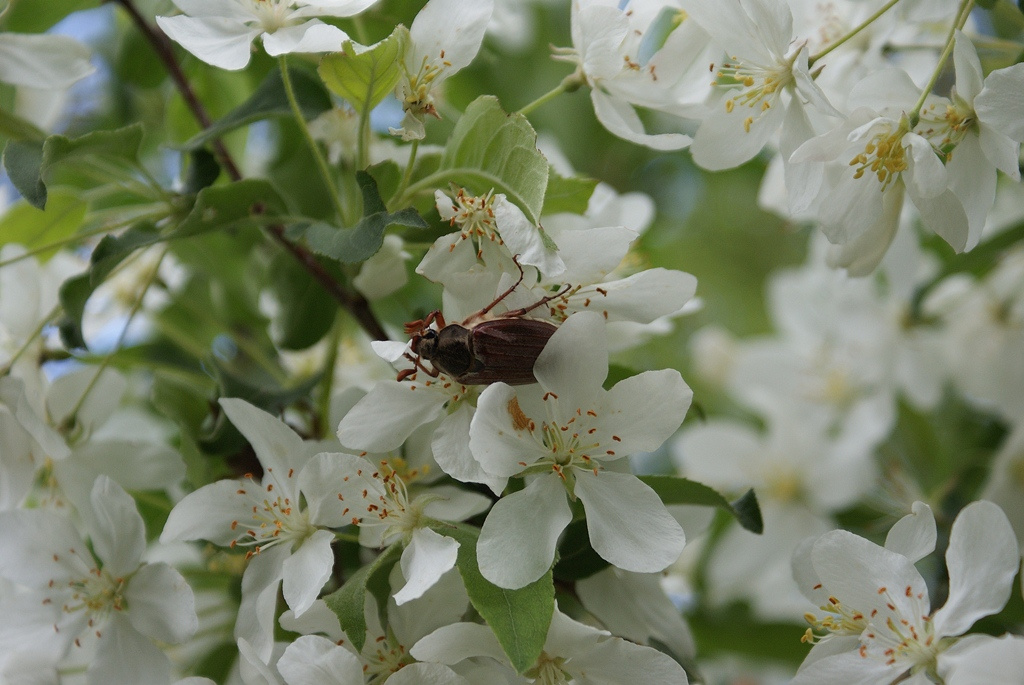 Kecskeméti Arborétum - a virágba borult cserebogár