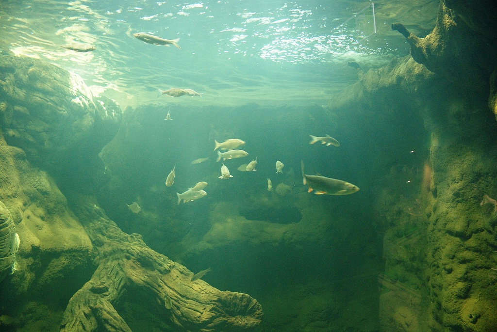 Poroszló - Tisza - tavi Ökocentrum - akvárium