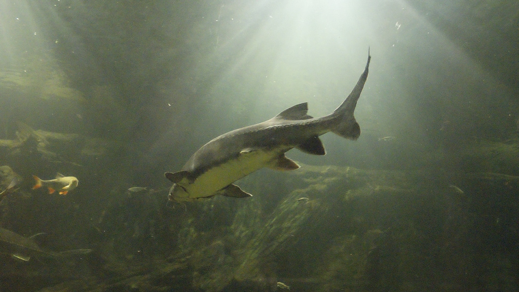 Tisza - tavi Ökocentrum akvárium - viza alulnézetben