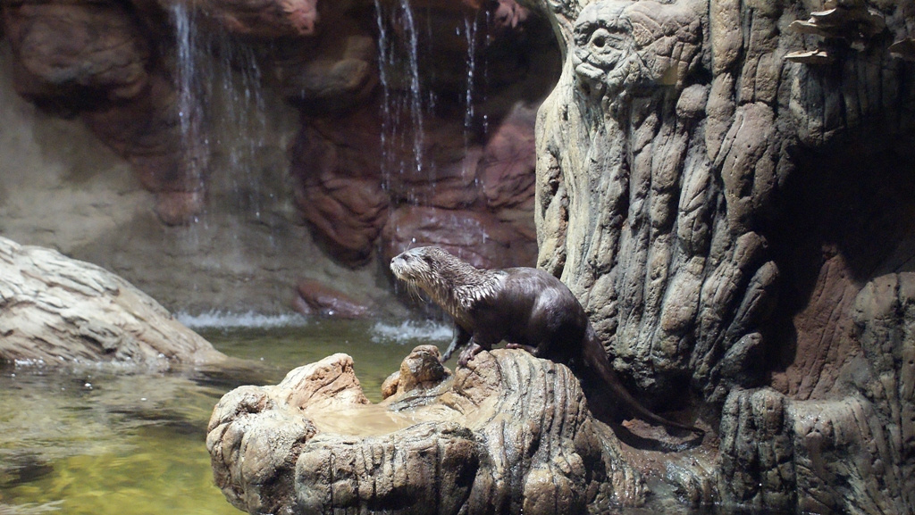 Tisza-tavi Ökocentrum akvárium vidrákkal