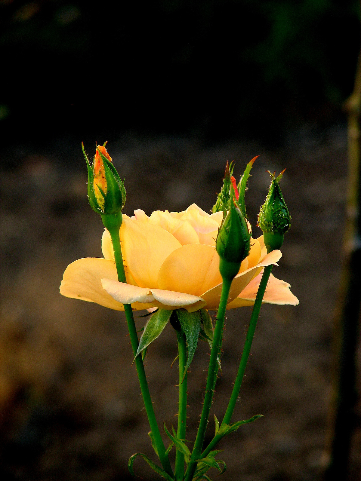 jún.28.rózsa sárgás bimbók közt-1