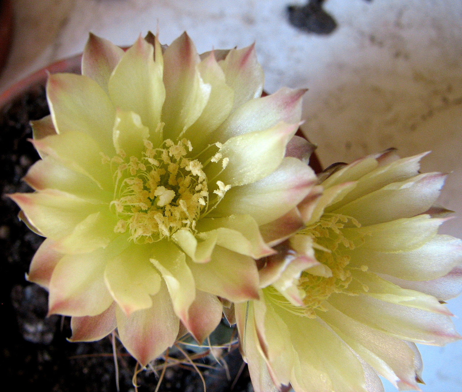 jún.12.kaktusz másik virág makro-1
