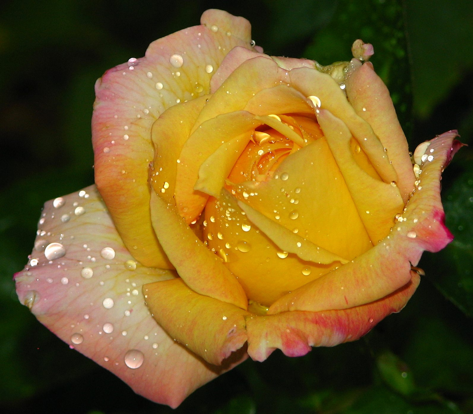 aug.134--Kiti-rózsa....félnyílt,esős(vakus) - portré-1