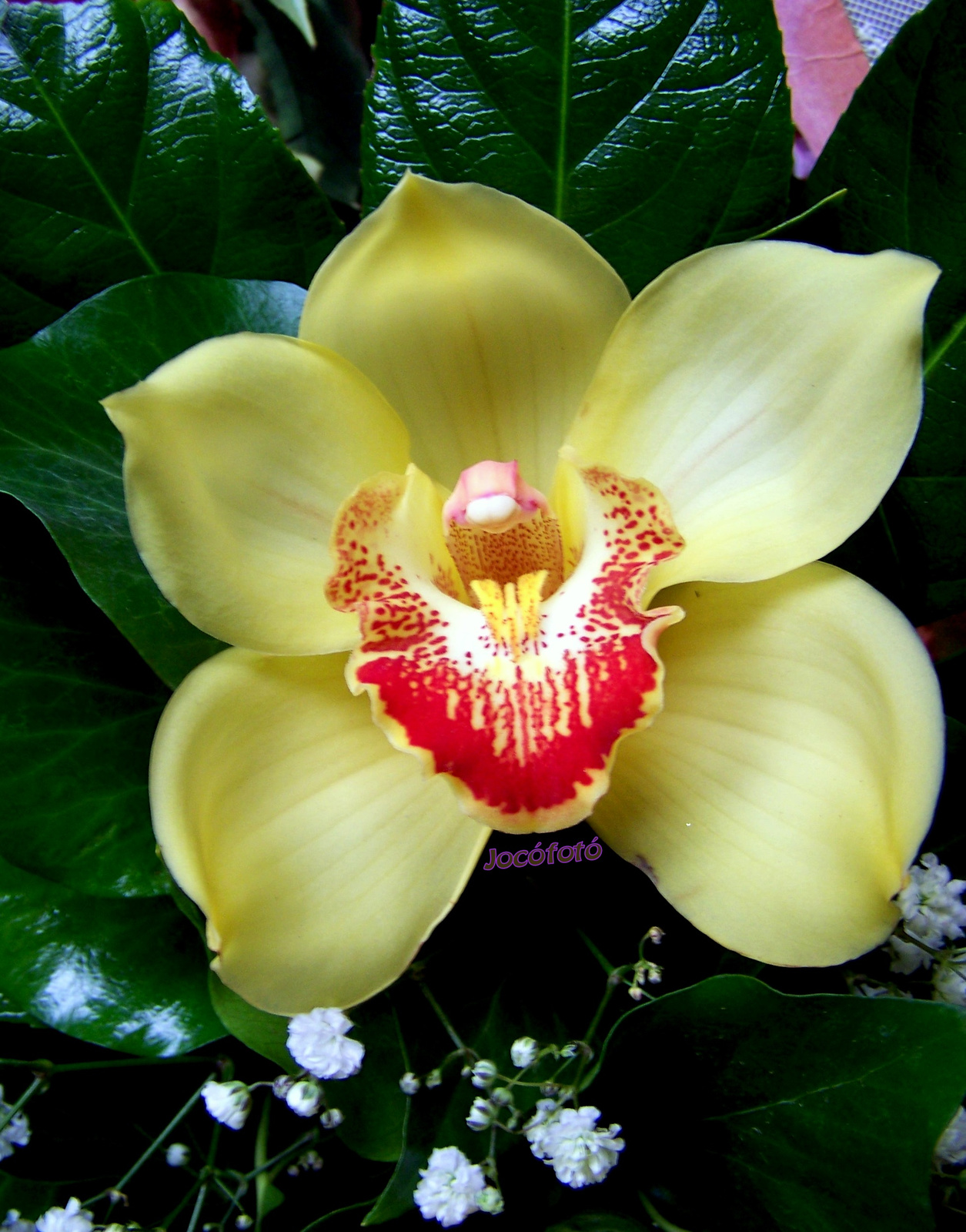 Orchidea 7042