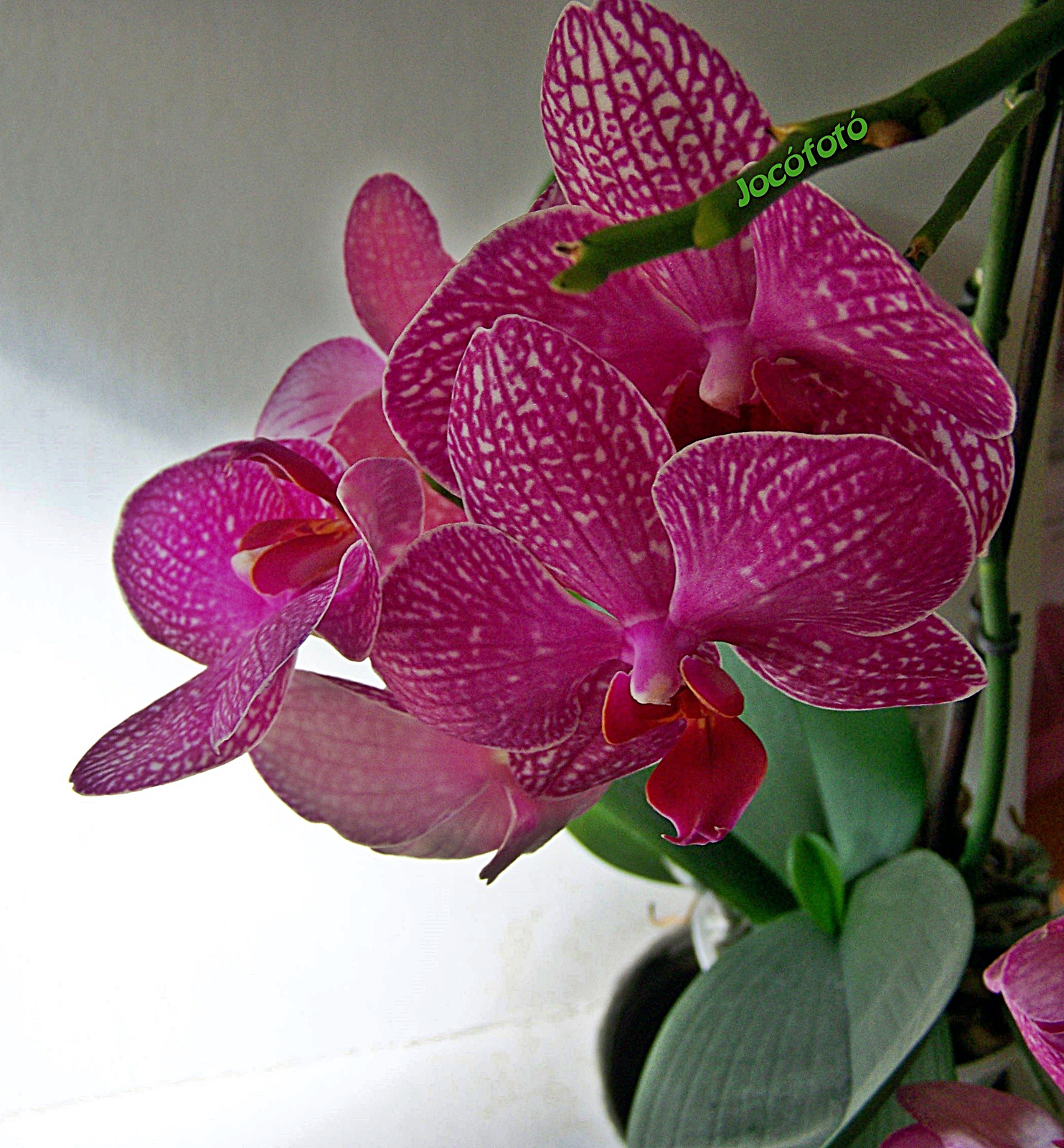 Orchidea 7935