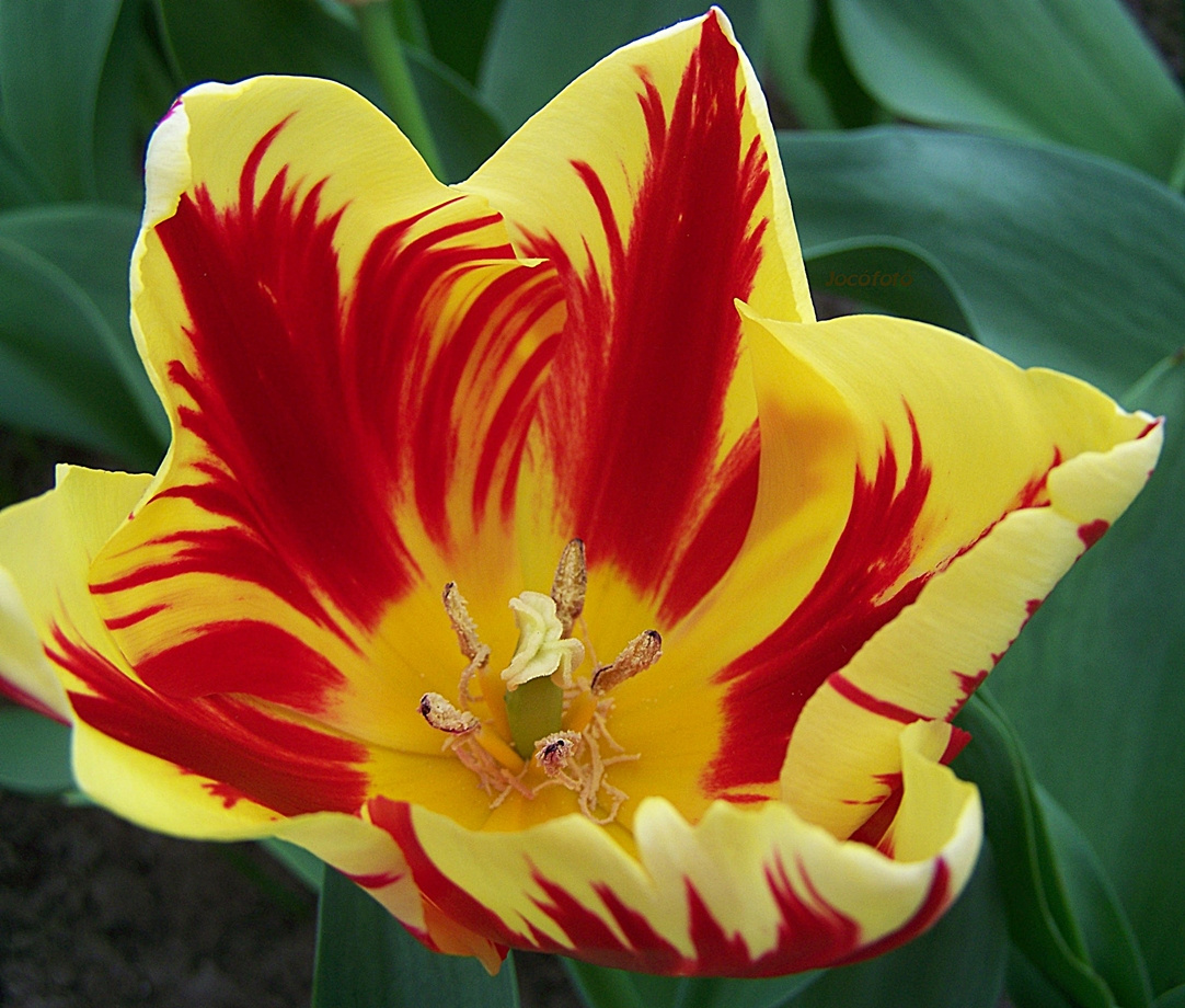 Holland tulipán. 8805