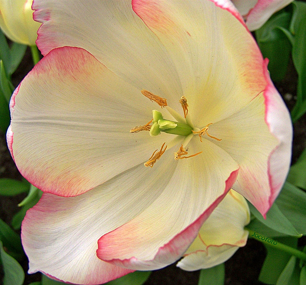 Holland tulipán. 8808