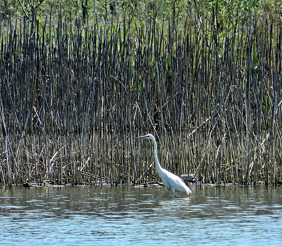 Nagykócsag