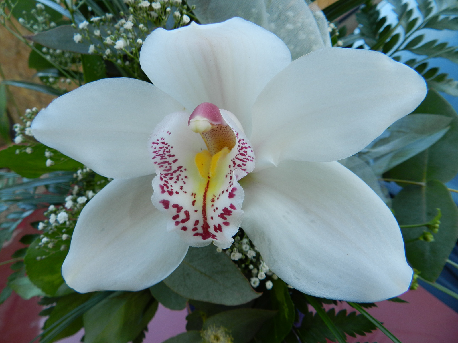 Orchidea 288