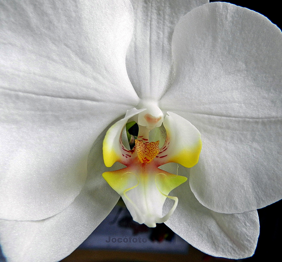 Orchidea 356