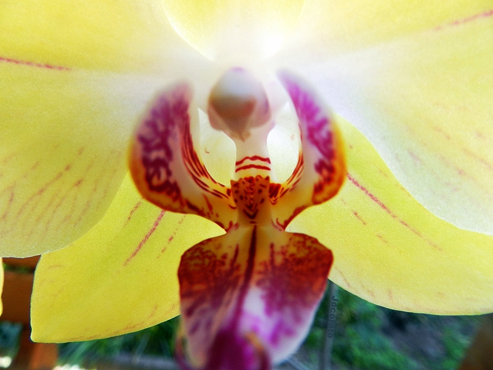 Orchidea 111