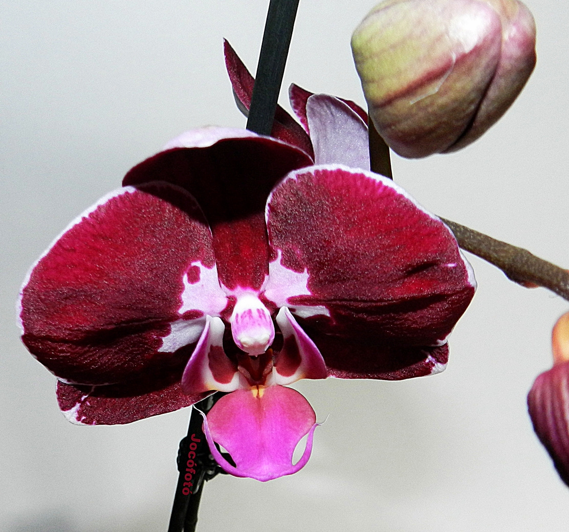 Orchidea 1806