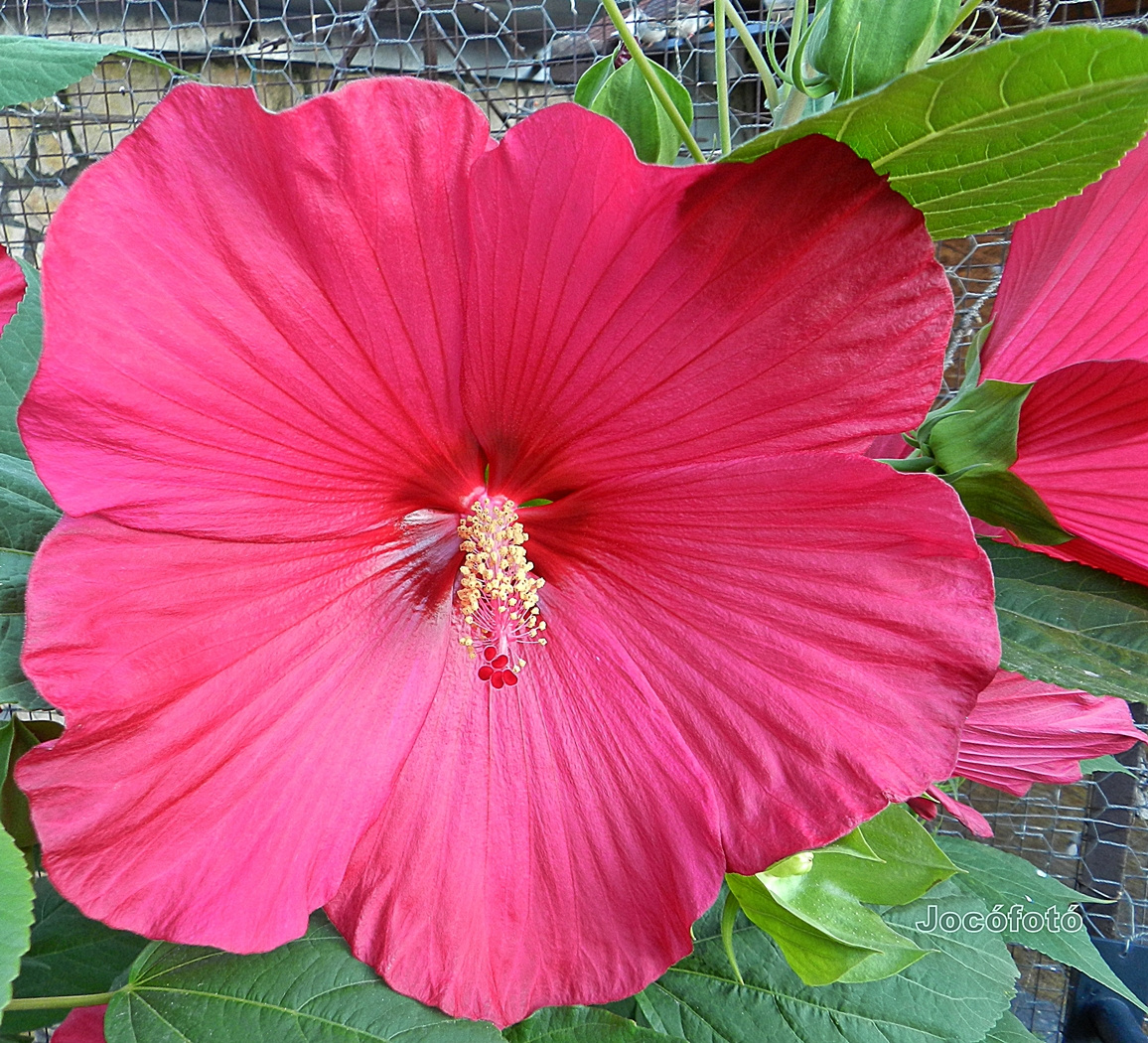 Nagyvirágú mocsári hibiszkusz 4305