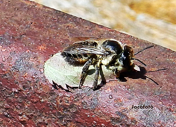 Levél vágó méh 1289