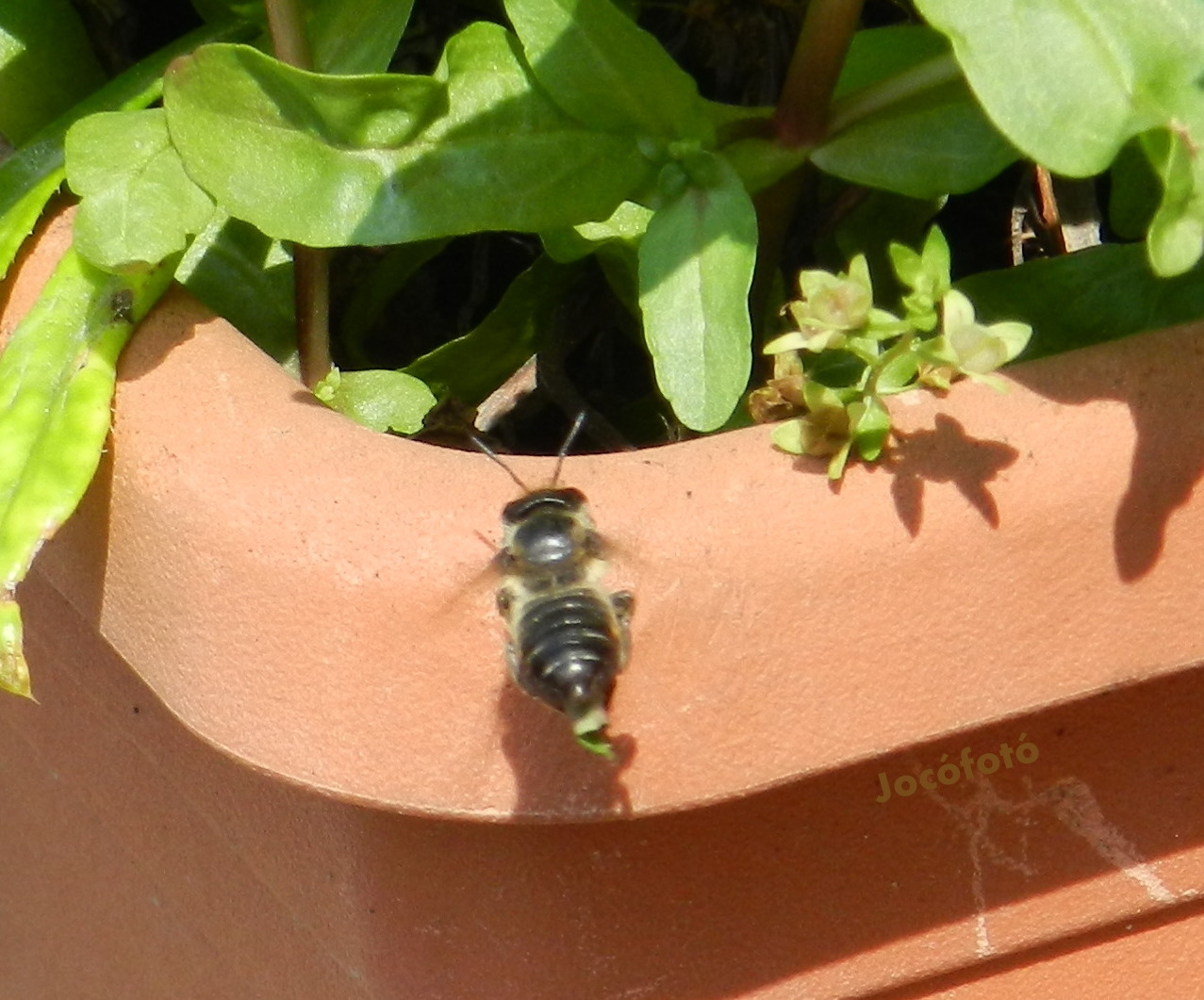 Levél vágó méh 1296