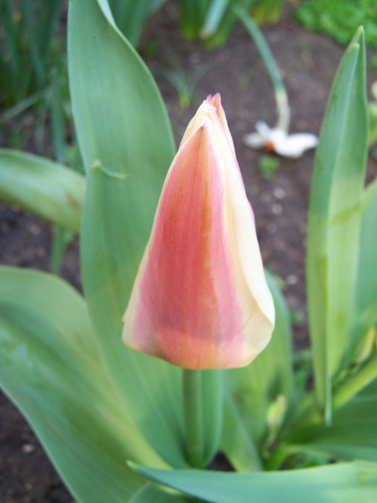 tulipán 1753