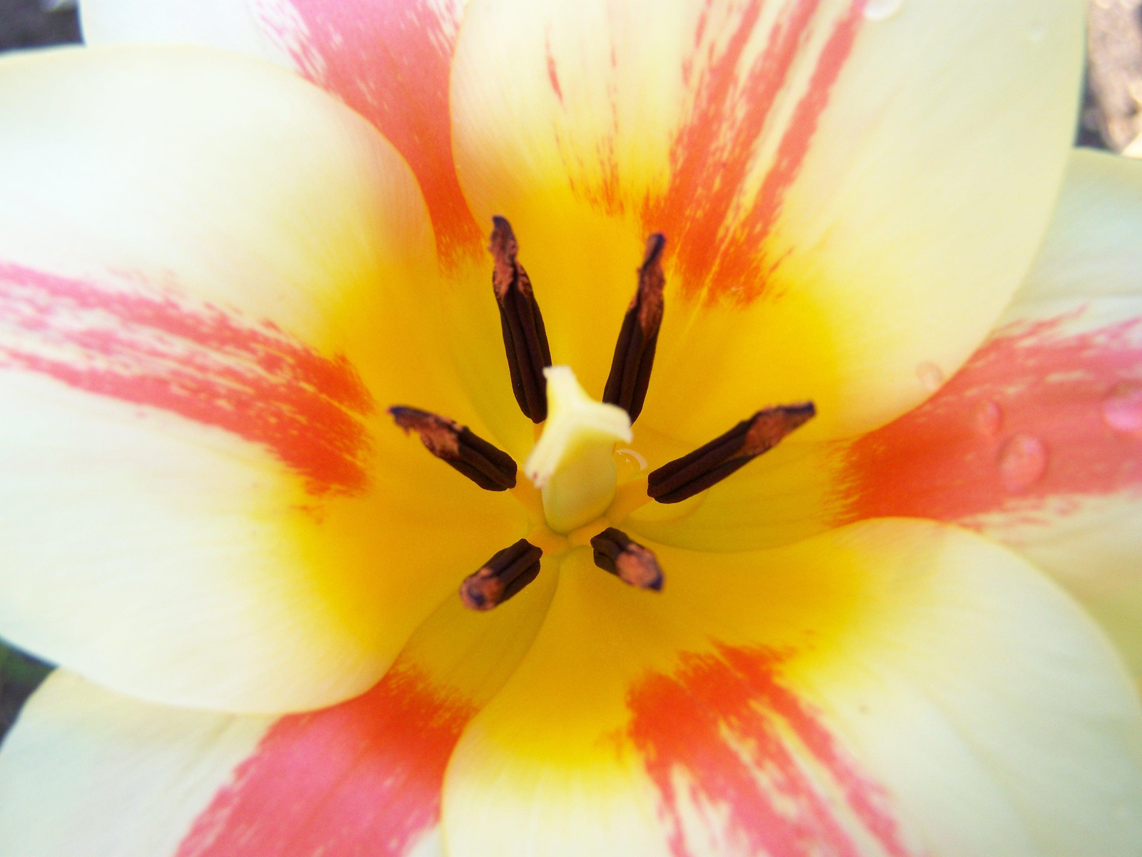 tulipán 1760