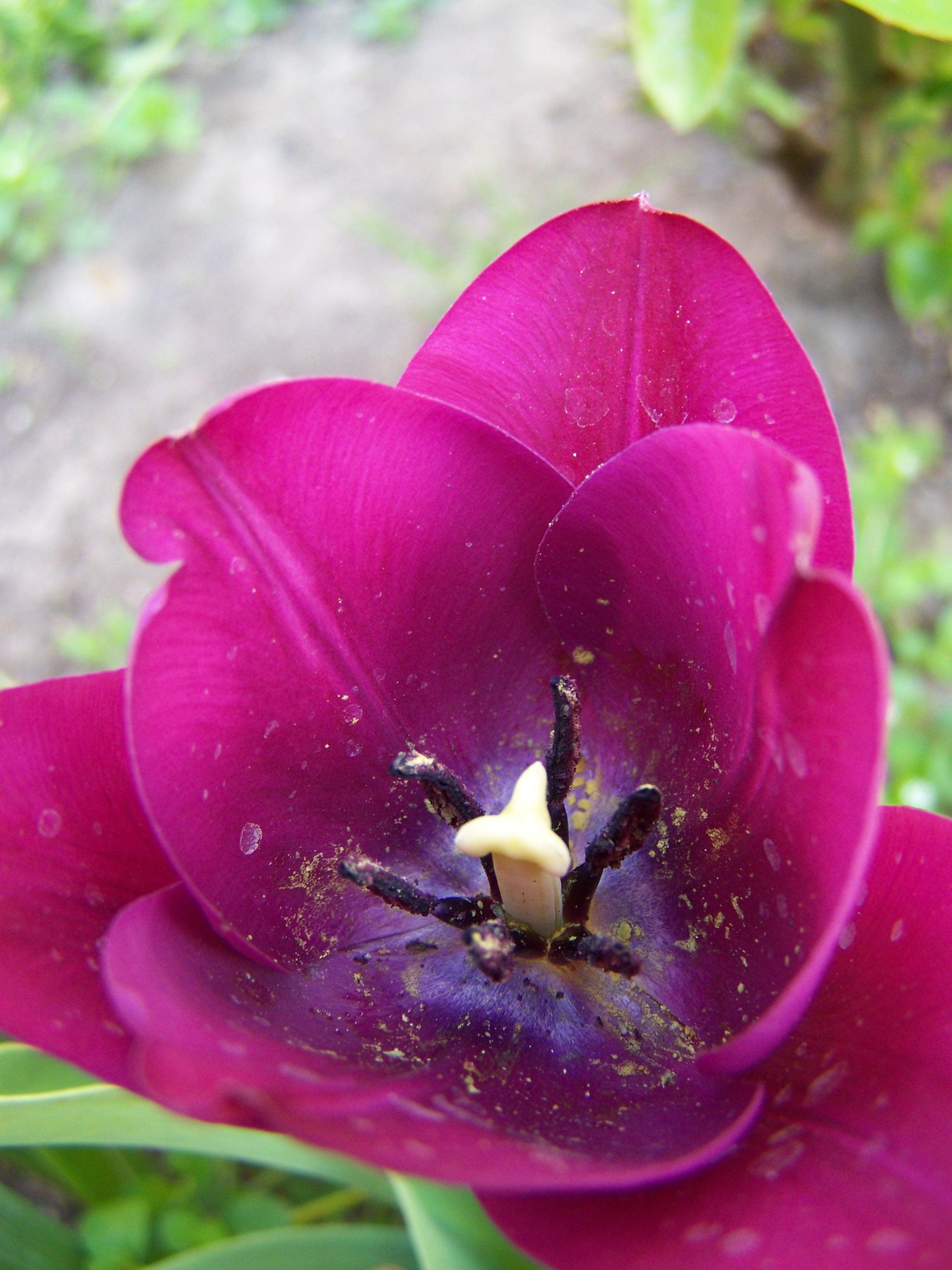 tulipán kifosztva 1846