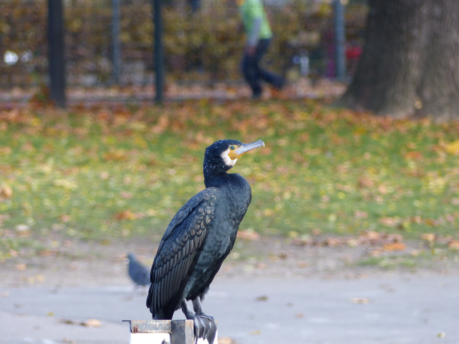 Kormorán a Városligetben