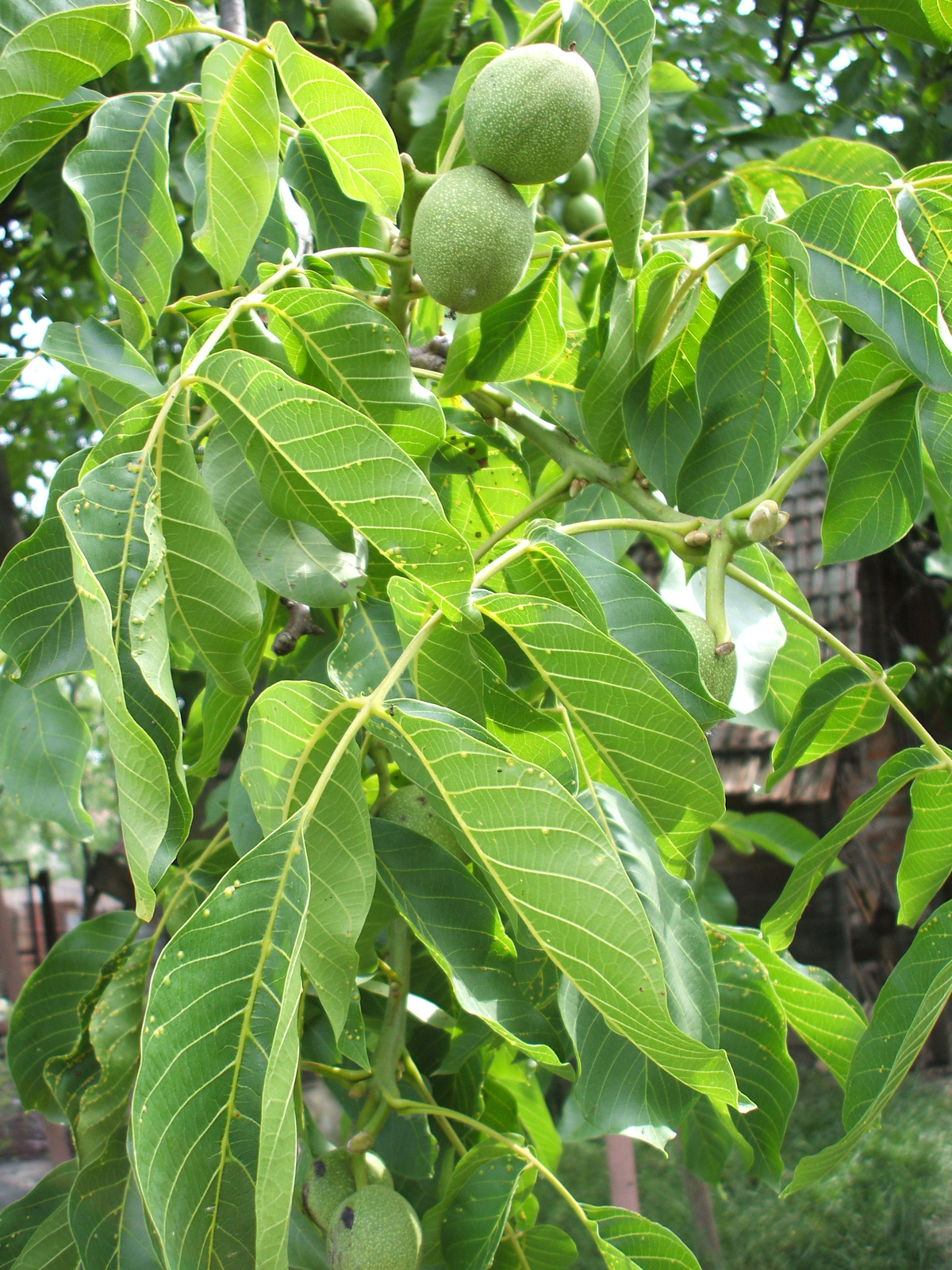 leaves