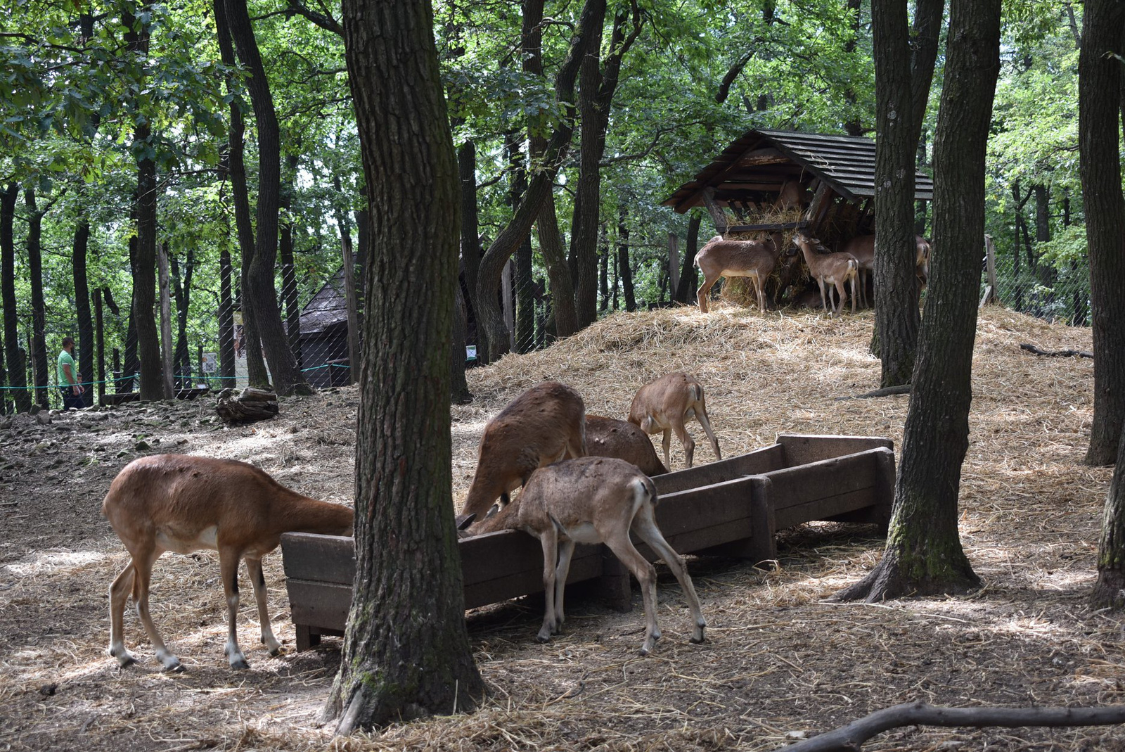 photos and videos/BudakesziVadaspark T7aXKg9Zzg/69366255 1020614