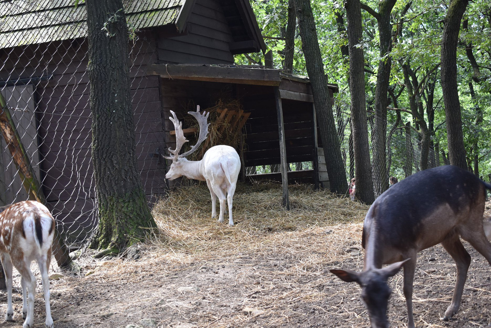 photos and videos/BudakesziVadaspark T7aXKg9Zzg/68905702 1020614