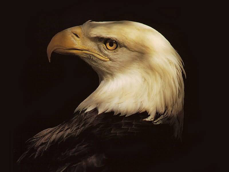 Eagle-800x600