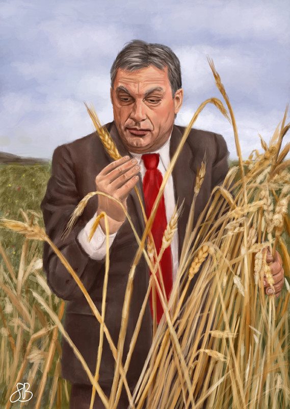 Orbán Viktor a búzamezőn