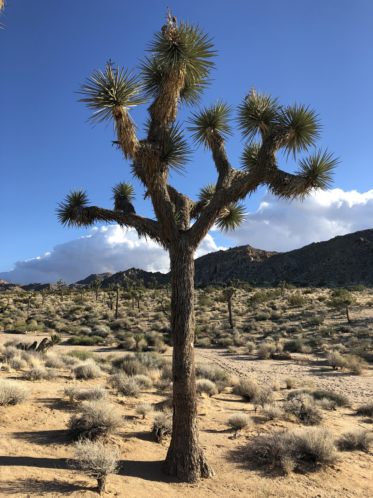 Joshua tree