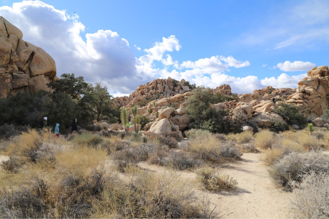 Joshuatree