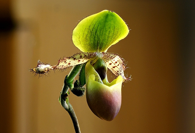 Papucs orchidea 2.