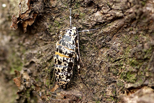 Erannis defoliaria (female)