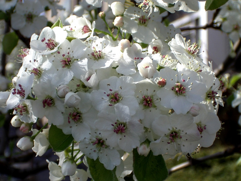 Fehér virag/White flowers