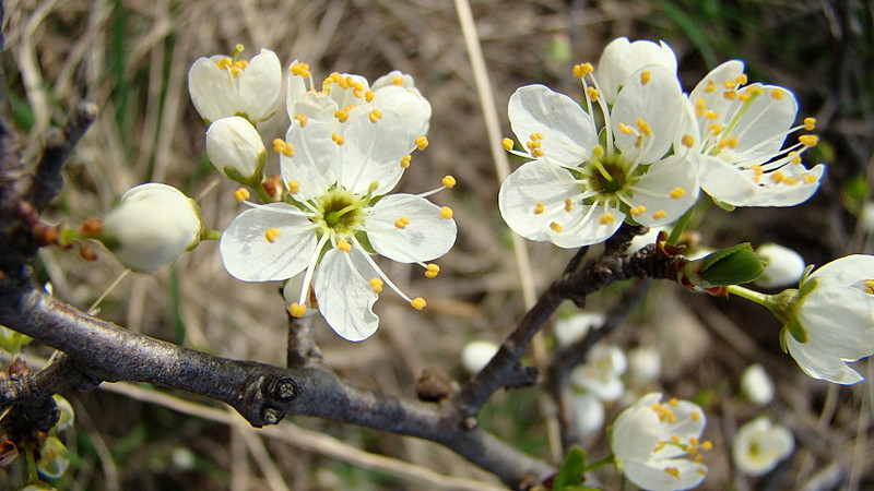 fotók 2009.04.09. 021