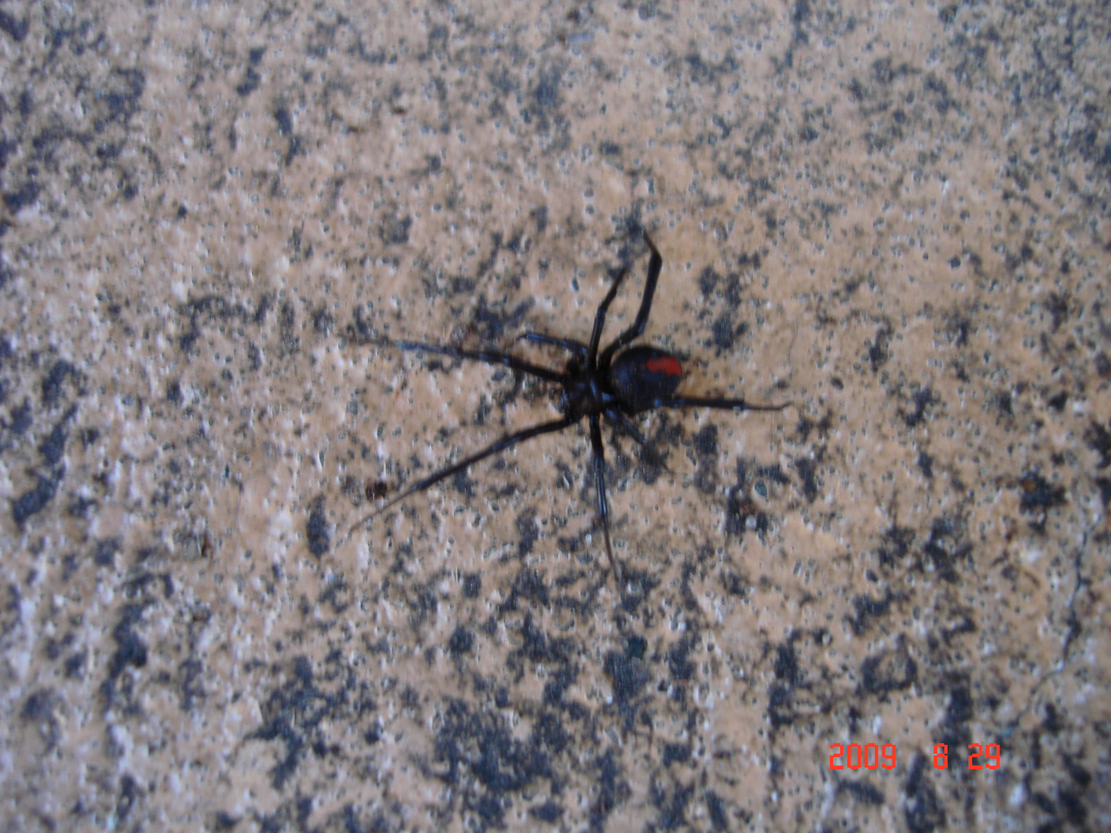 Redback Spider