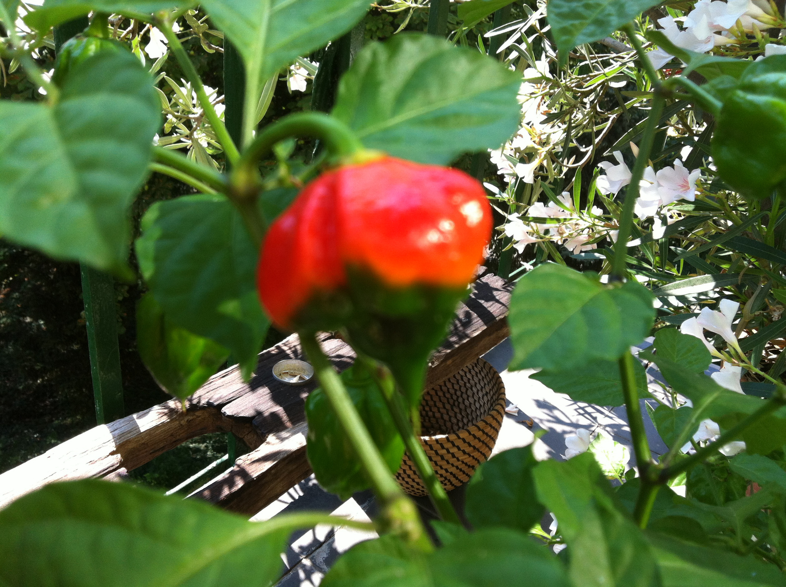 Trinidad Scorpion Butch