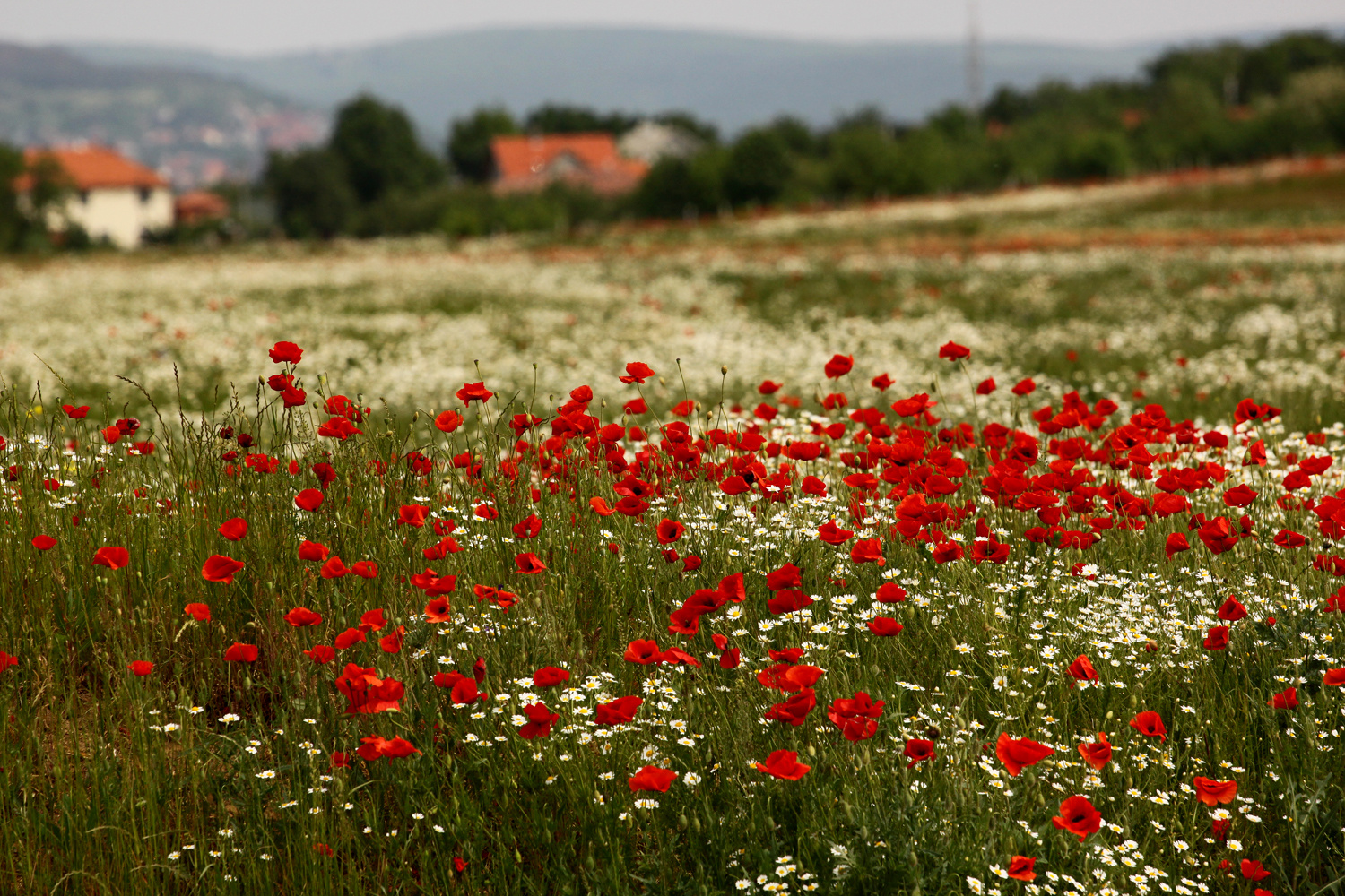 poppies1