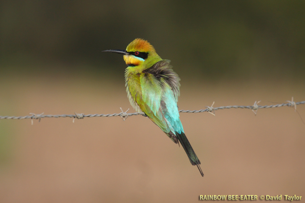 bee-eater rainbow