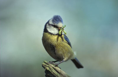 Bluetitwithfood